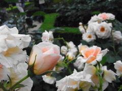 RIMG0031
