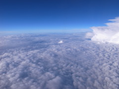 雲海（泳ぐ豚）