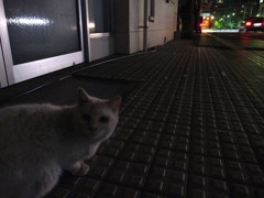 飲み会帰りの猫