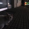 飲み会帰りの猫