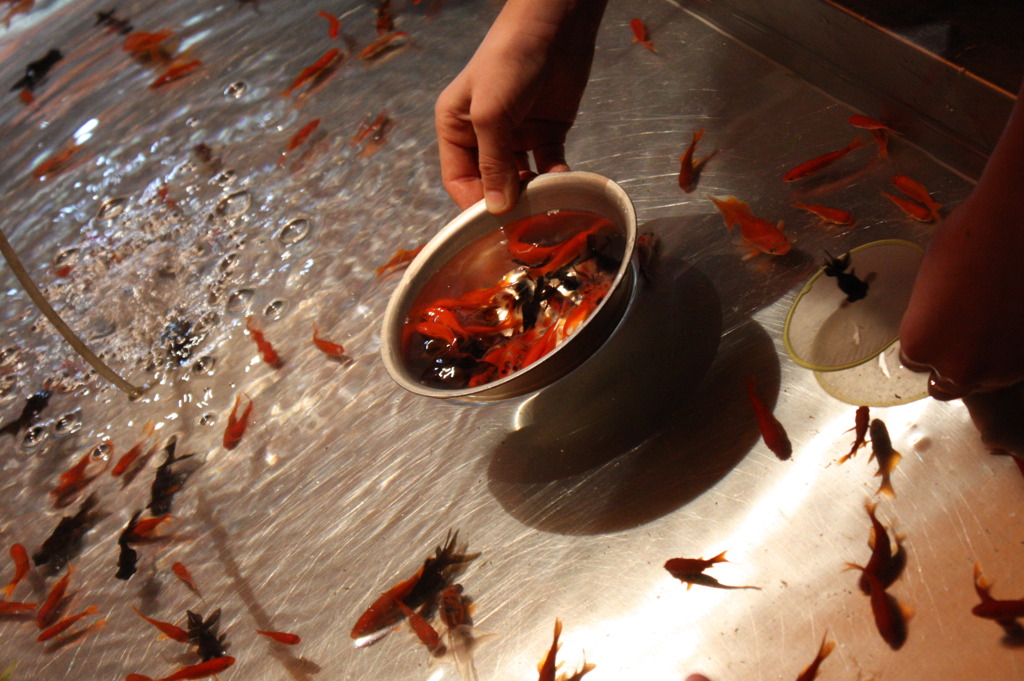 金魚すくい