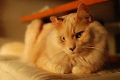 『はじめまして、猫です』