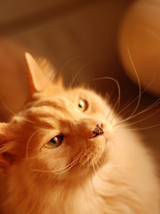 『花粉が気になる季節になりました、猫です』