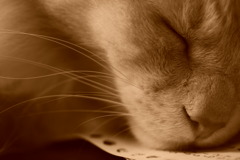 『ぐぅ～～・・・、吾輩は猫で・・・ある』