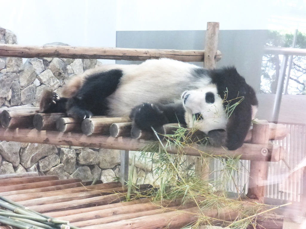 普段は寝てばかりのパンダパパ
