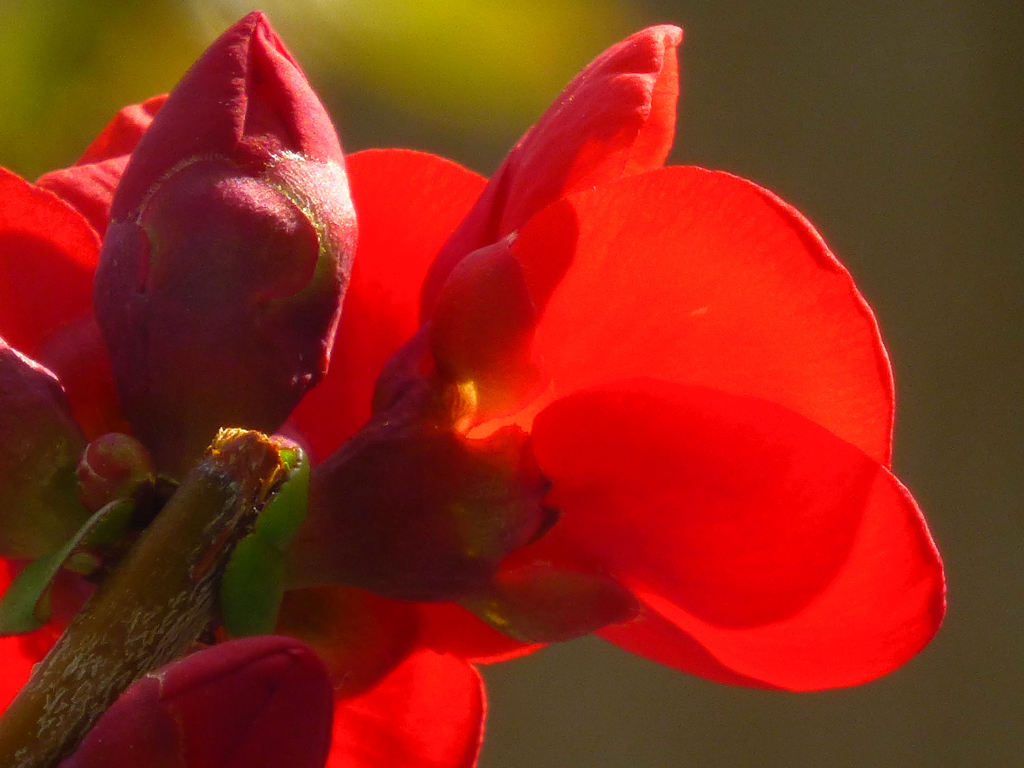 紅い花びら