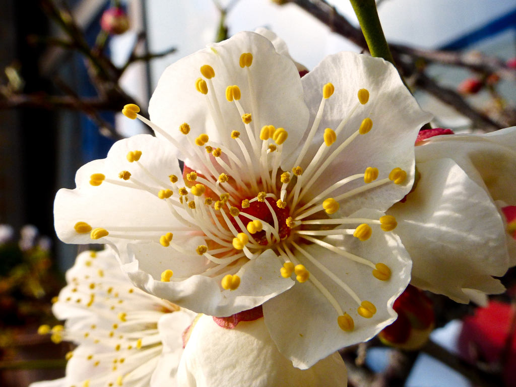 我が家の梅開花　2015