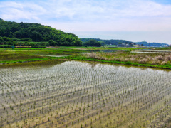 田んぼ