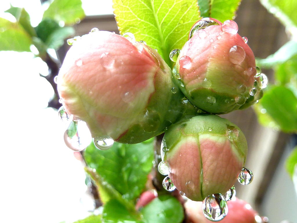 水のある世界