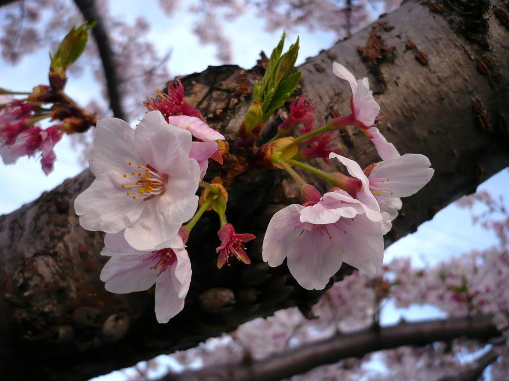 桜８号