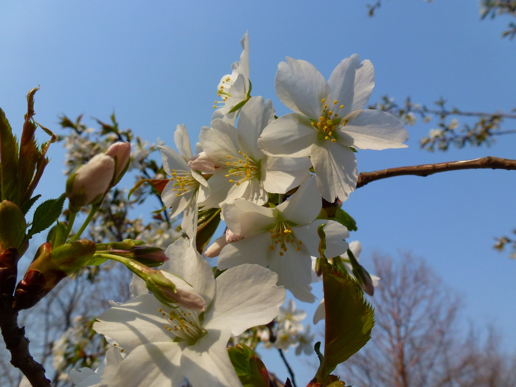 今年も桜にCherry