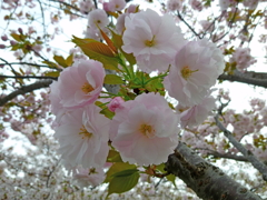 フカフカ桜