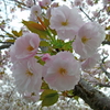 フカフカ桜