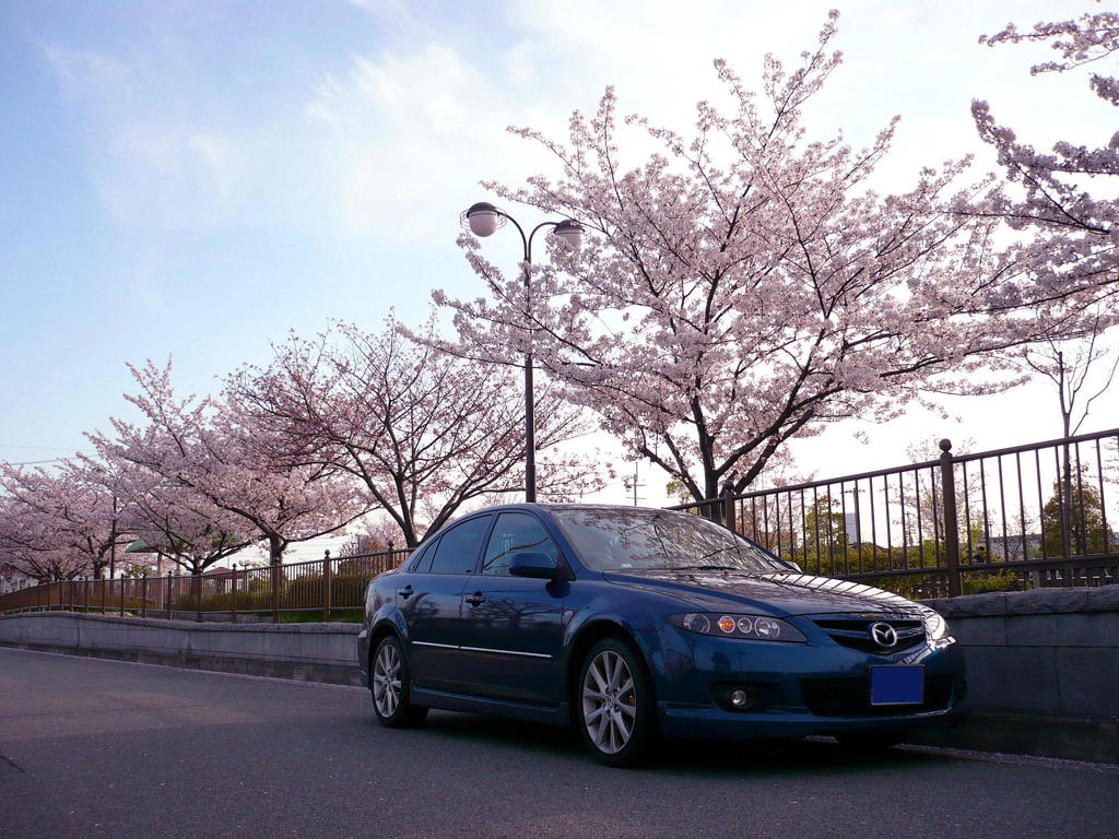 お花見車