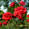 咲くと薔薇の日々