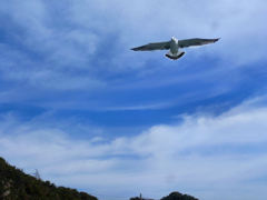 大空に翼を広げ