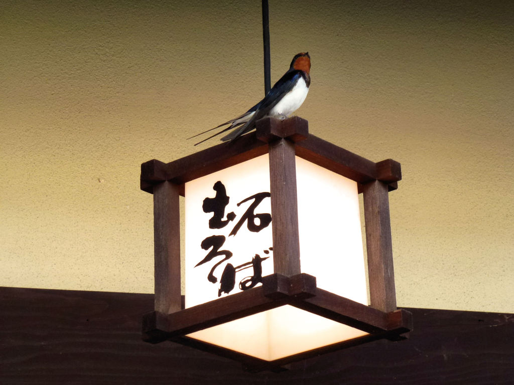 ツバメのそばで