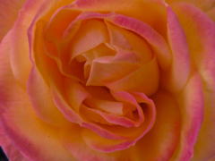 Rosen Color