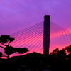 Purple Harp