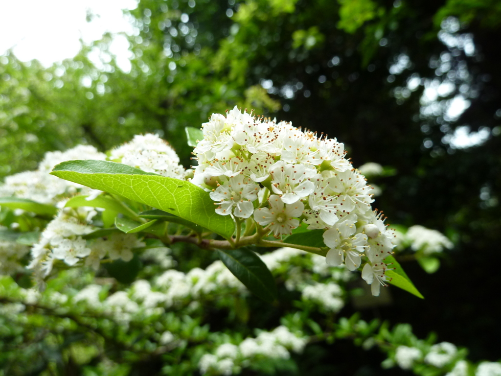 White in the park