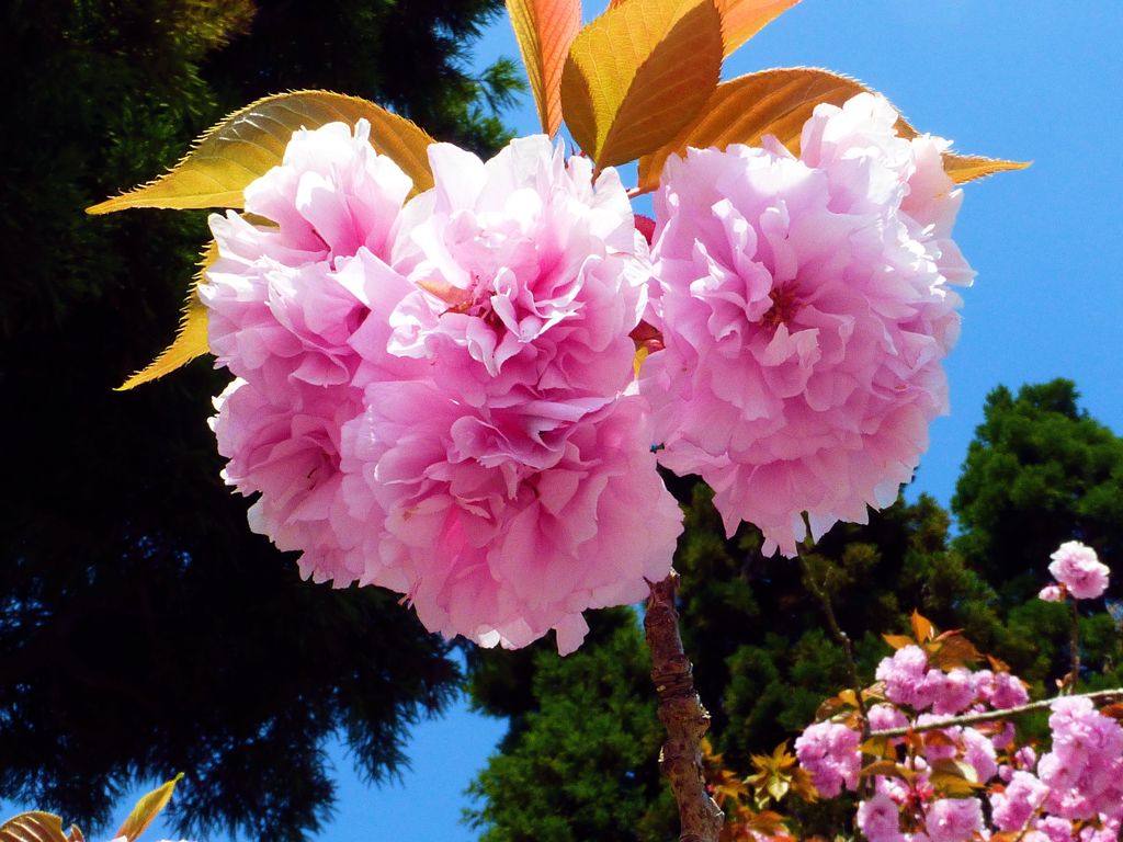 五月桜