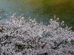 桜波木