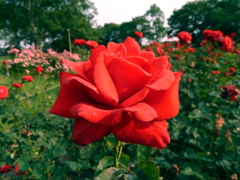 Red Roses for a Blue Lady