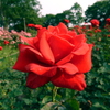 Red Roses for a Blue Lady