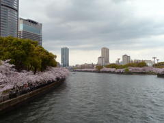 【満開】大川の桜