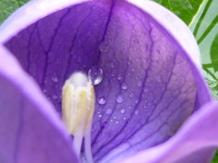 桔梗開花の瞬間３