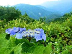 8月の紫陽花