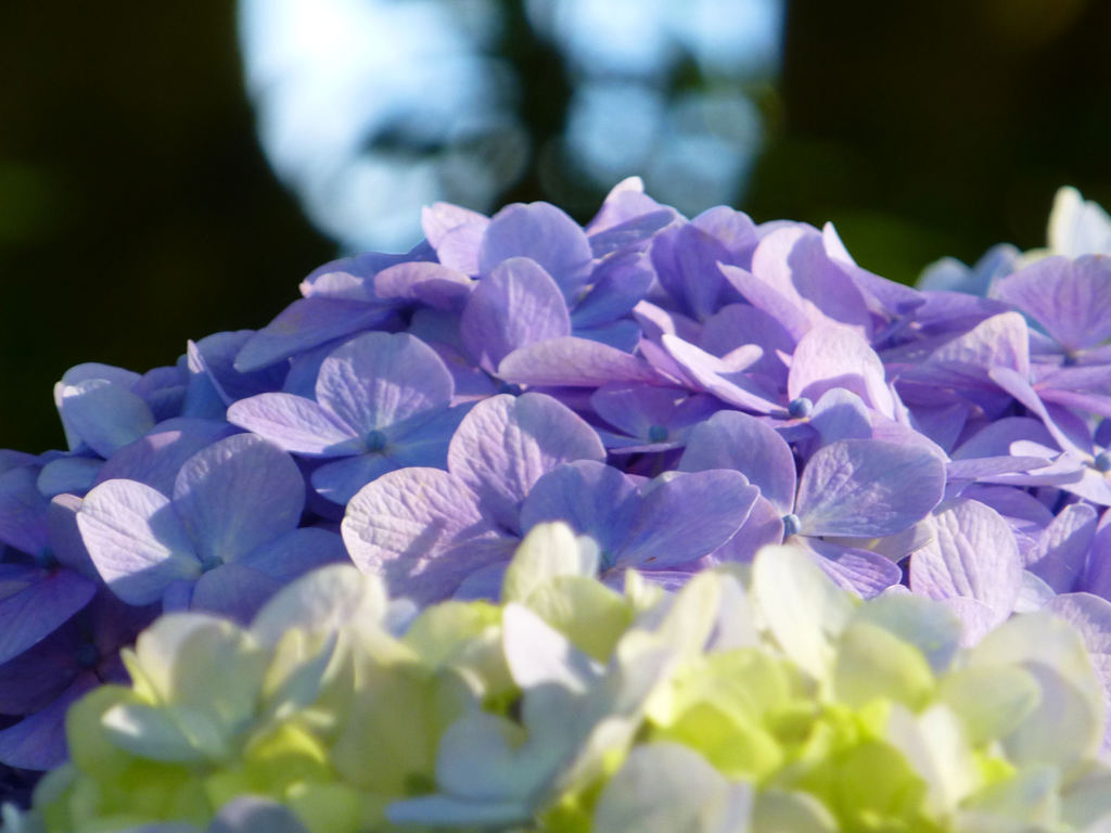 日本平の紫陽花