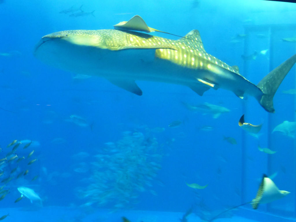 美ら海水族館　２