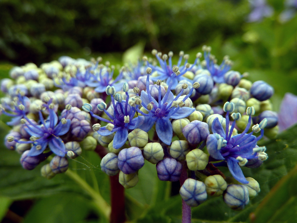 Purple Sunshine Flower