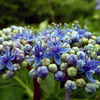 Purple Sunshine Flower