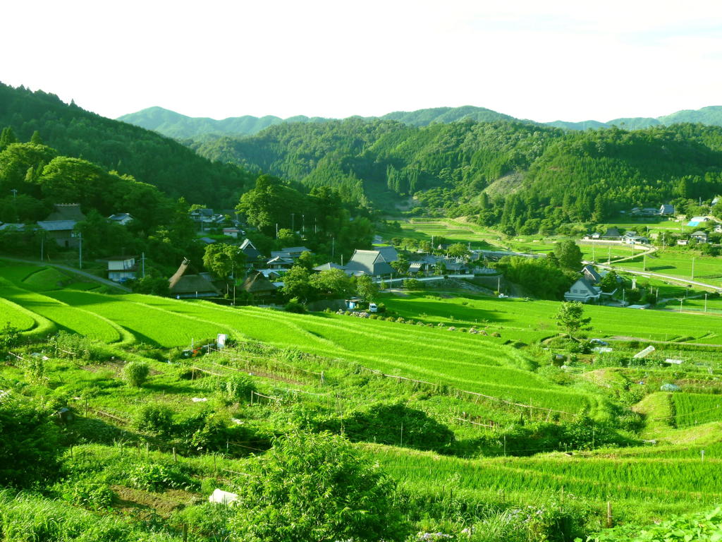 大阪の棚田