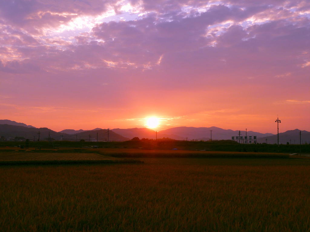 夕陽と稲穂