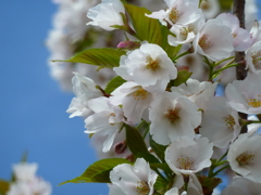 ４月１４日の桜