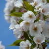４月１４日の桜
