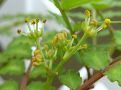 カニの成る木の花