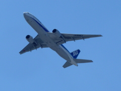 夏空に　翼を広げ　翔び立ちぬ