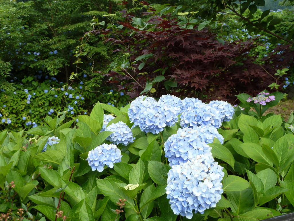 紫陽花と楓