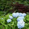 紫陽花と楓