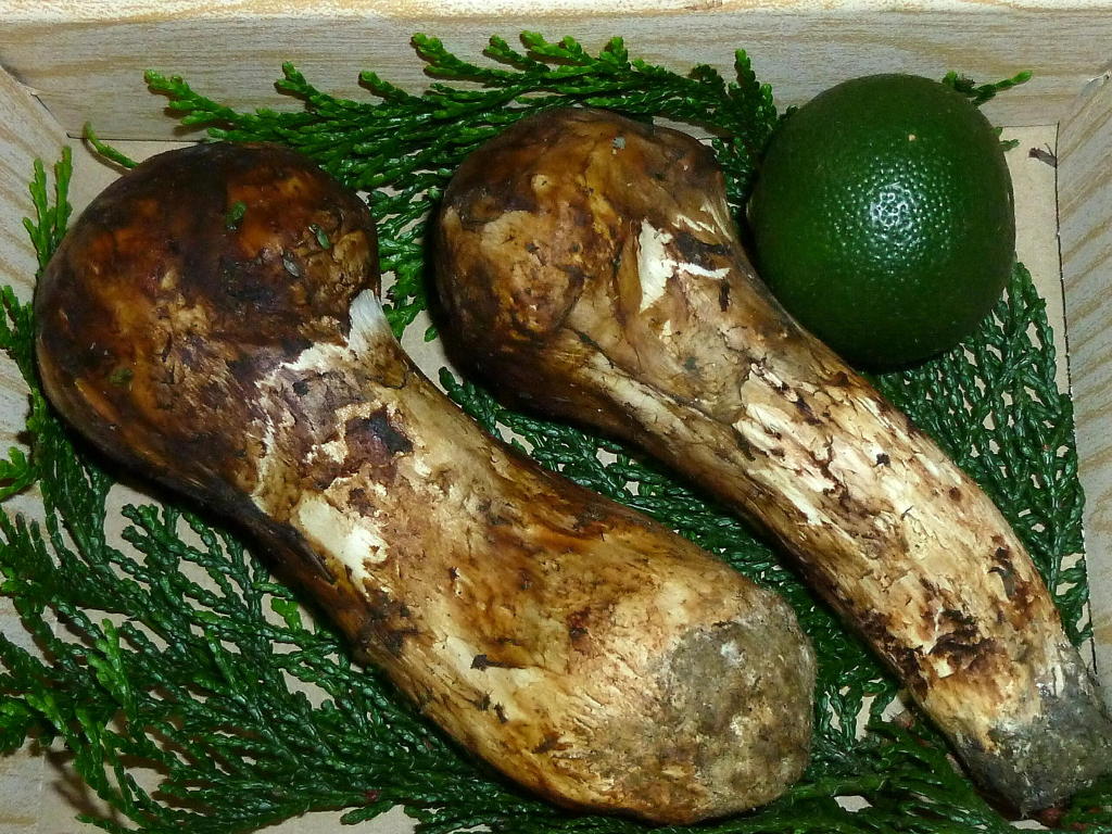 初マツタケ　２０１０