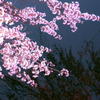 川面桜
