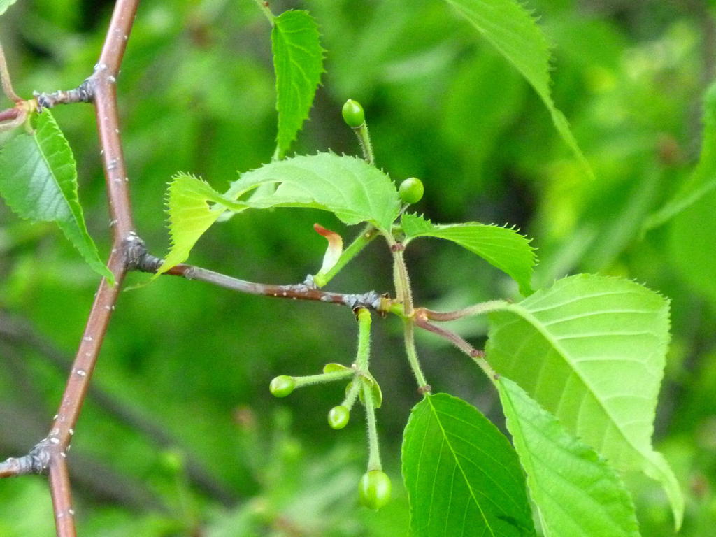 Pretty Cherry
