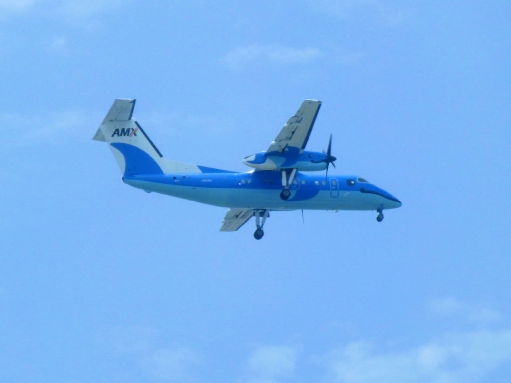 空飛ぶイルカ