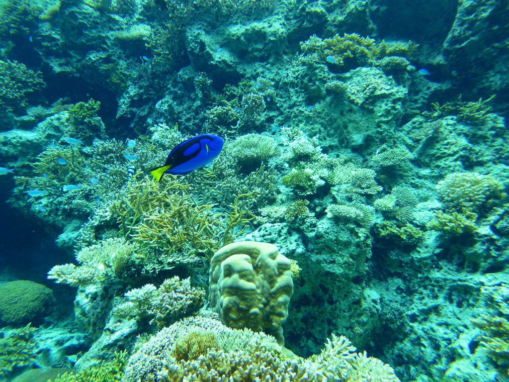 美ら海水族館　１