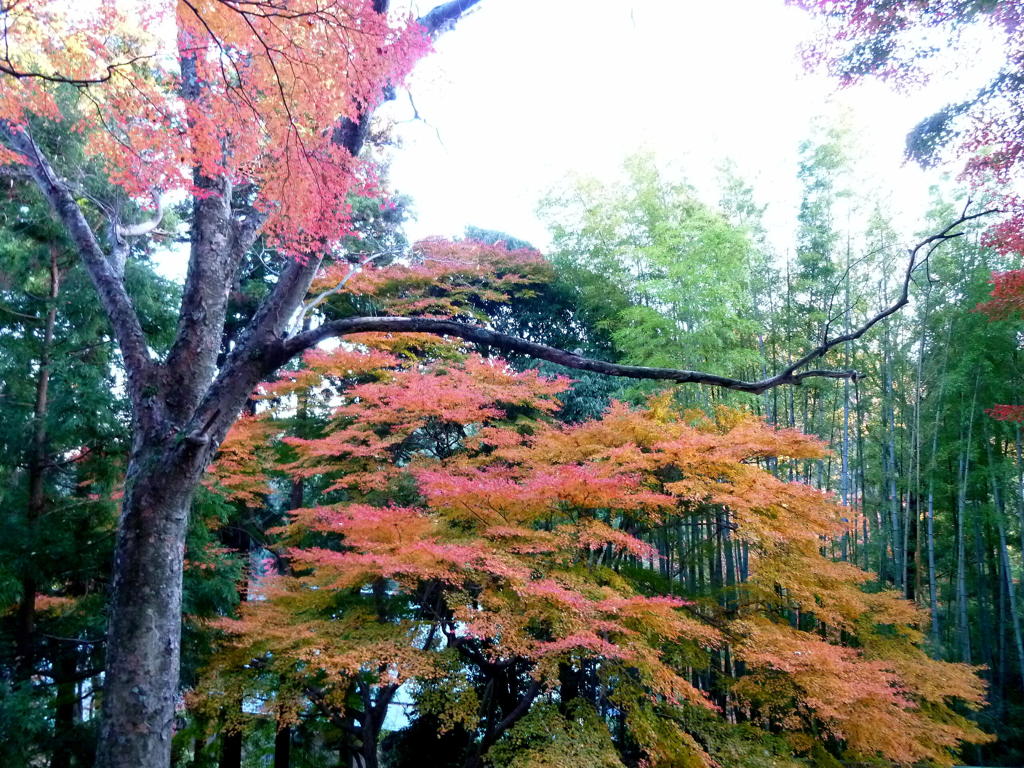 紅葉前線南下中