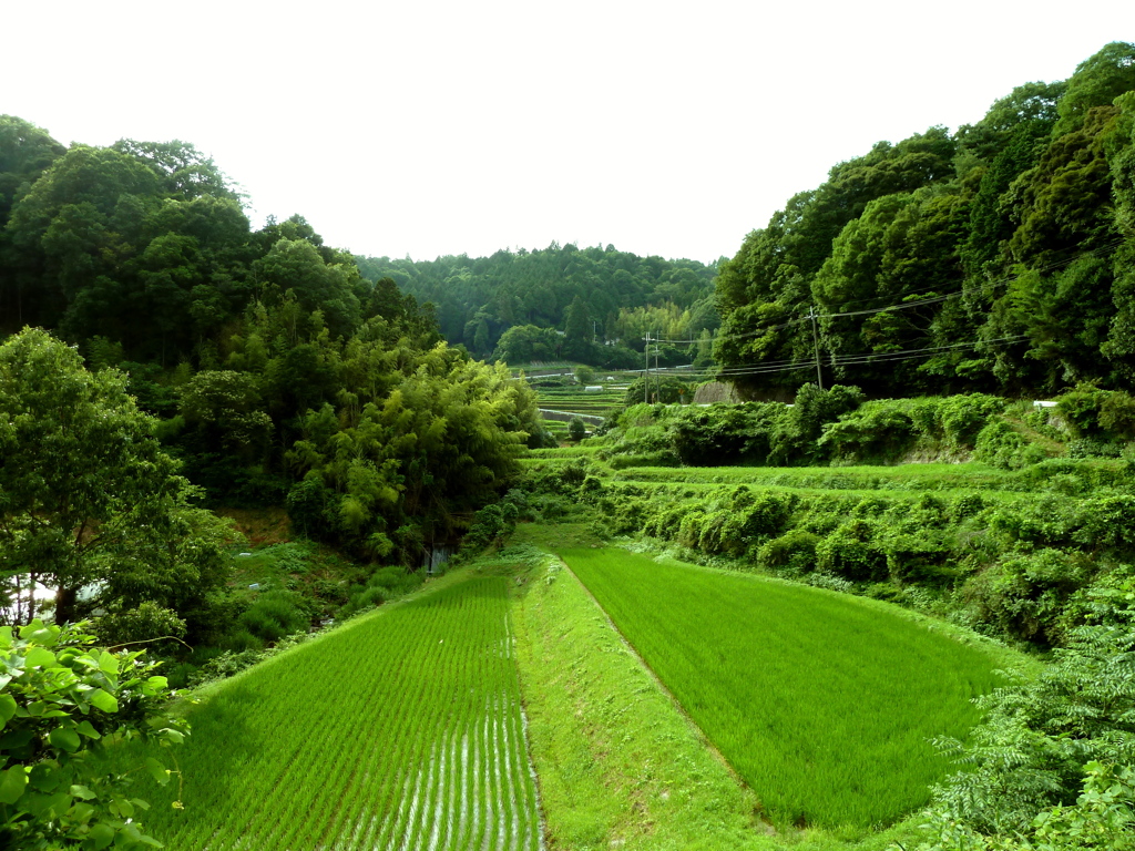 山あいの田んぼ